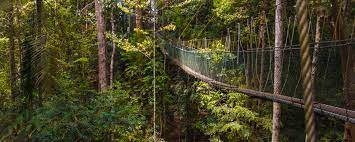 Here you will board a longboat for taman taman negara national park canopy walk operational hours : Rundreise Taman Negara Nationalpark Ab Kuala Lumpur Tourasia Reise Angebot
