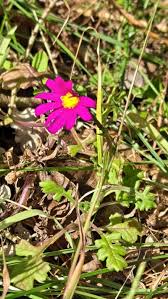 Image result for Senecio purpureus