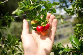 Barbados cherry is a small, tasty, very nutritious tropical fruit that is native to the american tropics this video covers everything you need to know about the barbados cherry, also known as acerola. Barbados Cherry A Natural Farm