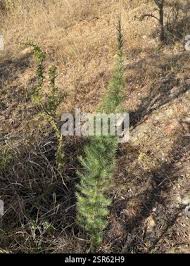 Image result for Asparagus schroederi