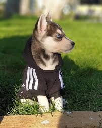 Minik Ceku Kopek Kedi Kopek Kedi