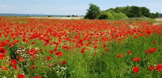 Die blätter von pfingstrosenmohn, schlafmohn und seine kultivare, wie ‚danish flag' unterscheiden sich nur in nuancen. So Viel Mohn War Nie
