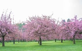 The trees of paris streets has become a fascinating subject as we have become more interested in this fast growing asian native has beautiful purple flowers, but throws out seeds that like to grow here, this tree is being sold on the street in paris. Blooming Paris Where To See Spring Flowers In Paris Paris Perfect