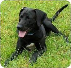 Some shelters will automatically euthanize. Jacksonville Fl Labrador Retriever Meet Piper A Pet For Adoption