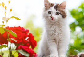 Check spelling or type a new query. Why Heartworm Prevention Is So Important For Pets Goldsboro Nc Eastwaye Veterinary Clinic