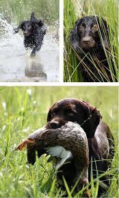 Find boykin spaniels for sale on oodle classifieds. Palmetto State Pup The Boykin Spaniel Local Life