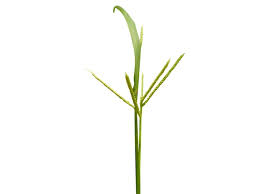 Image result for Paspalum scrobiculatum