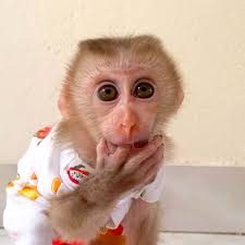 Loudest Cry !! Sadness Puka Monkey Cried Very Loud Because Mom Doesn't  Allowed Him To Go To The Market