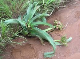 Image result for Crinum buphanoides