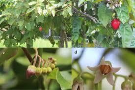 Image result for Solanum betaceum