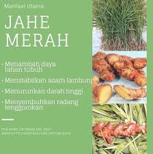 Saya lagi coba kembangkan jahe merah. Puslitbangbun En Twitter Repost Direktorat Jenderal Hortikultura Manfaat Jahe Merah Bagi Kesehatan Tubuh Manusia Balittro2018 Kesehatan Konsumsipanganlokal Lovegrowsinthisgarden Lestarikan Hasilpertanian Hidroponik Petanikita
