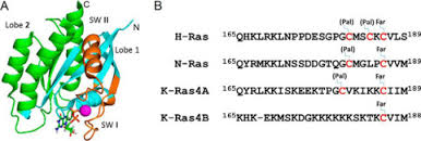 Sur cette page, vous pouvez télécharger ce manuel d'utilisateur et lire ceci en ligne. K Ras G Domain Binding With Signaling Lipid Phosphatidylinositol 4 5 Phosphate Pip2 Membrane Association Protein Orientation And Function Journal Of Biological Chemistry