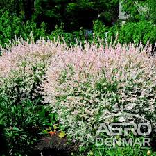 Niste clatite delicioase, pot fi servite reci/ calde, cu ciocolata, miere, fructe. Salcie Japoneza Tufa Hakuro Nishiki Agrodenmar Ro