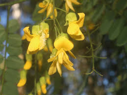 Image result for Calpurnia aurea