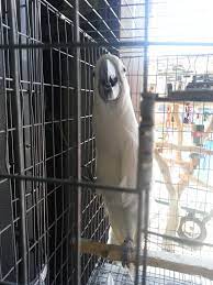Home flea market directory > north america > usa > california > early bird flea market earl warren showgrounds. Flea Market Birds Album On Imgur