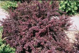 Check spelling or type a new query. Shrubs