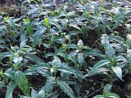 Image result for Rytigynia