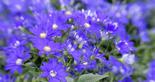 Image result for Cineraria
