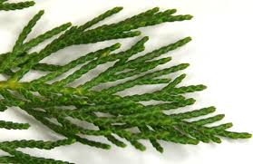 Check spelling or type a new query. Leyland Cypress Yale Nature Walk