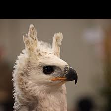 This Is So A Llama Bird Pet Birds Bird Beautiful Birds