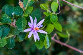 Image result for Trochomeria hookeri