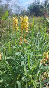 Image result for Crotalaria assurgens