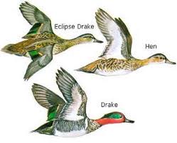 Typically travels in small flocks, but in winter or at migration stopovers, may gather in concentrations of. Scdnr Waterfowl Species Green Winged Teal