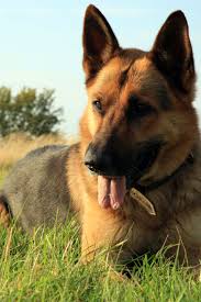 Portrait Of A Beautiful German Shepherd Or Alsatian Dog Lying In The Grass And Observation Germanshepherd Alsatian Dog German Shepherd Dogs German Shepherd