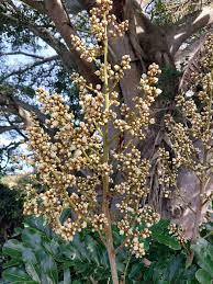 Image result for Deinbollia sp. A