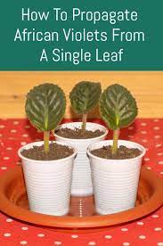 African Violets How To Care Get More Blooms Propagate African Violets African Violets Plants Propagating Plants