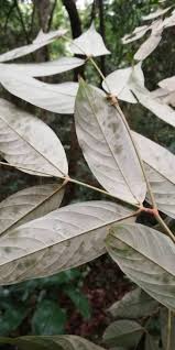 Image result for Anthonotha