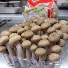 Buchenpilze Shimeji Pilze Pilzen Shimeji Japan Fungi Fungus Buchenpilze Mushroom Mushrooms Food Breakfast