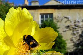 Image result for Bombus lucorum