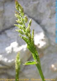 Image result for Polypogon