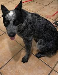 Second chance auction animals rescue. Zbu9rgp Tgkxxm