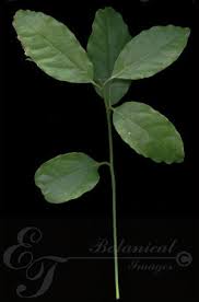 Image result for Ocotea bullata