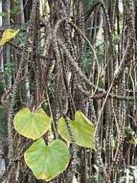 Image result for Tinospora fragosa