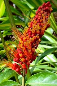 Image result for Combretum fuscum