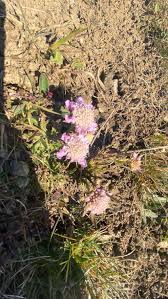 Image result for Kotschya scaberrima