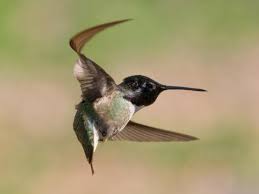 Maybe you would like to learn more about one of these? 03 05 2020 More Arriving Each Day