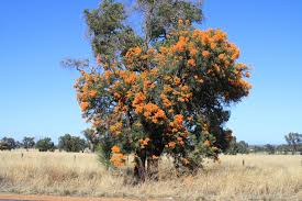 Australian christmas tree, parasitic tree of the mistletoe family (loranthaceae), native to western australia. Nuytsia Floribunda Western Australian Christmas Tree Gardening With Angus