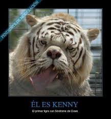 See, rate and share the best down memes, gifs and funny pics. Quien Lo Diria Animales Felinos Tigre
