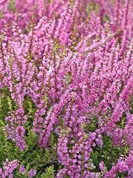 Dış mekân bitkileri kentlerde iklim yönünden etkili olurken, yeşilin ruhsal yönden olumlu etkisi nedeniyle insanları hem ruhen hem de bedenen sağlıklı kılmaktadır. Erica Carnea Funda Cicegi Saksida Fidan Istanbul Internetten Fidan Ve Fide Siparisi Her Cesit Peyzaj Bitkileri