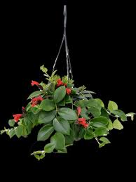 Image result for Pycnostachys schliebenii