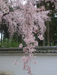 This article is a travel topic. Are Cherry Trees Used In Japanese Gardens Shizenstyle