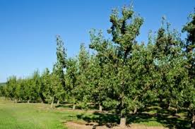 I planted three pear trees about two years ago. Pear Trees Not Flowering Thriftyfun