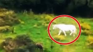 Unicorn Kawaii Unicorn Kavai Video Cuteunicorn Club How to draw a cute kawaii unicorn my art supplies: