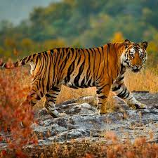 Bengal tigers have the longest canine teeth of any living cat, and also rival the siberian tiger for the title of largest cats on earth, both in terms of length and weight.﻿﻿ 8 Amazing Bengal Tiger Facts