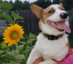 Greenfieldpuppies.com has been visited by 10k+ users in the past month Farrever Corgis Home Facebook