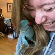 Affectionate bird welcomes his best friend back home with kisses 🦜🥰